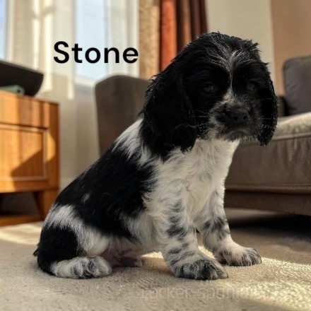puppy, for, sale, Cocker Spaniel, Joe & Cherri  Overlease, dog, breeder, Miller, MO, dog-breeder, puppy-for-sale, forsale, nearby, find, puppyfind, locator, puppylocator, aca
